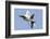 An F-22A Raptor of the U.S. Air Force Turns at High Speed-Stocktrek Images-Framed Photographic Print