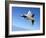 An F/A-22 Raptor Banks During a Training Sortie-Stocktrek Images-Framed Photographic Print