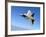 An F/A-22 Raptor Banks During a Training Sortie-Stocktrek Images-Framed Photographic Print