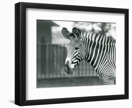 An Female/Jenny Endangered Grevy's Zebra, London Zoo, July 1926 (B/W Photo)-Frederick William Bond-Framed Giclee Print