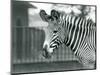 An Female/Jenny Endangered Grevy's Zebra, London Zoo, July 1926 (B/W Photo)-Frederick William Bond-Mounted Giclee Print