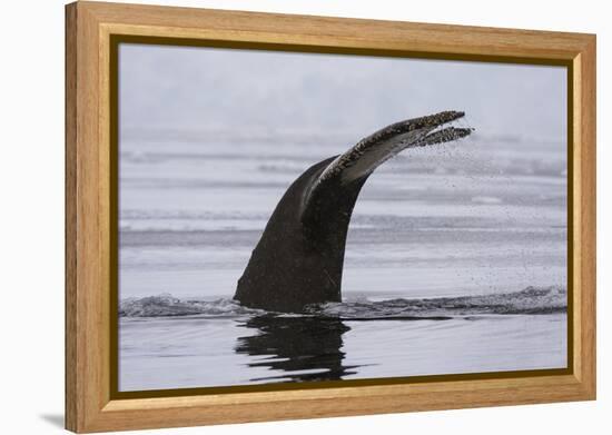 An humpback whale (Megaptera novaeangliae), diving in Wilhelmina Bay, Antarctica, Polar Regions-Sergio Pitamitz-Framed Premier Image Canvas