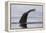 An humpback whale (Megaptera novaeangliae), diving in Wilhelmina Bay, Antarctica, Polar Regions-Sergio Pitamitz-Framed Premier Image Canvas