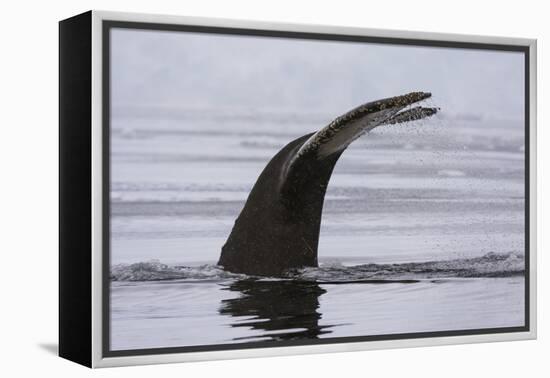 An humpback whale (Megaptera novaeangliae), diving in Wilhelmina Bay, Antarctica, Polar Regions-Sergio Pitamitz-Framed Premier Image Canvas