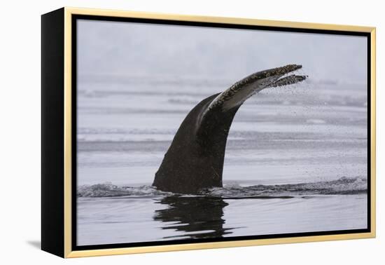 An humpback whale (Megaptera novaeangliae), diving in Wilhelmina Bay, Antarctica, Polar Regions-Sergio Pitamitz-Framed Premier Image Canvas