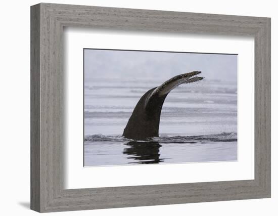 An humpback whale (Megaptera novaeangliae), diving in Wilhelmina Bay, Antarctica, Polar Regions-Sergio Pitamitz-Framed Photographic Print