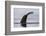 An humpback whale (Megaptera novaeangliae), diving in Wilhelmina Bay, Antarctica, Polar Regions-Sergio Pitamitz-Framed Photographic Print