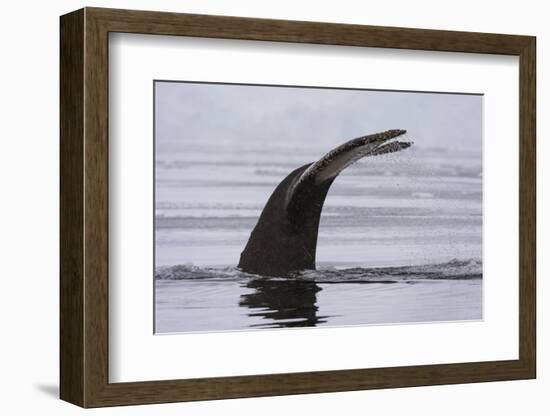 An humpback whale (Megaptera novaeangliae), diving in Wilhelmina Bay, Antarctica, Polar Regions-Sergio Pitamitz-Framed Photographic Print