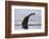 An humpback whale (Megaptera novaeangliae), diving in Wilhelmina Bay, Antarctica, Polar Regions-Sergio Pitamitz-Framed Photographic Print