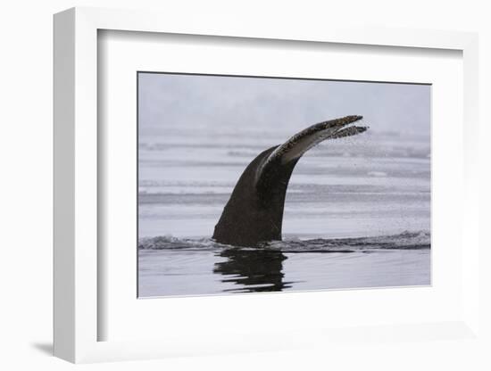 An humpback whale (Megaptera novaeangliae), diving in Wilhelmina Bay, Antarctica, Polar Regions-Sergio Pitamitz-Framed Photographic Print