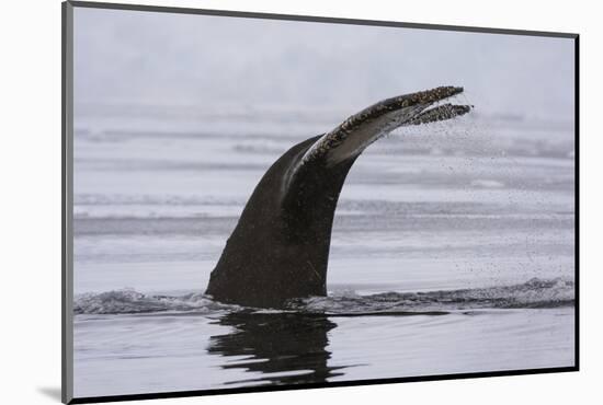 An humpback whale (Megaptera novaeangliae), diving in Wilhelmina Bay, Antarctica, Polar Regions-Sergio Pitamitz-Mounted Photographic Print