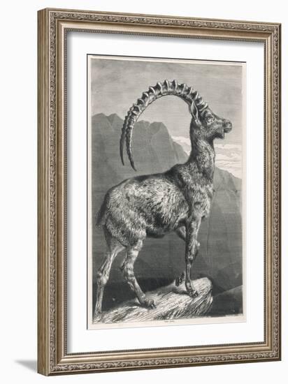 An Ibex, a Member of the Goat Family-null-Framed Art Print