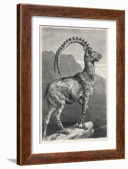An Ibex, a Member of the Goat Family-null-Framed Art Print