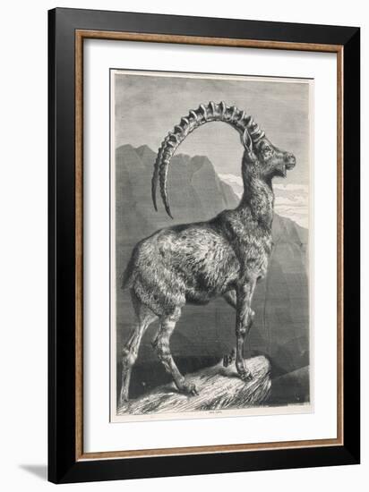 An Ibex, a Member of the Goat Family-null-Framed Art Print