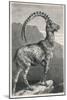 An Ibex, a Member of the Goat Family-null-Mounted Art Print