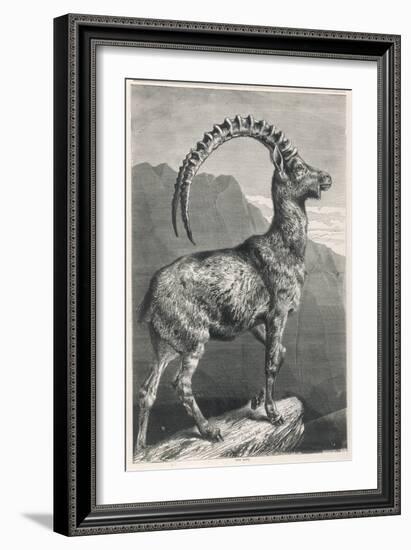 An Ibex, a Member of the Goat Family-null-Framed Art Print