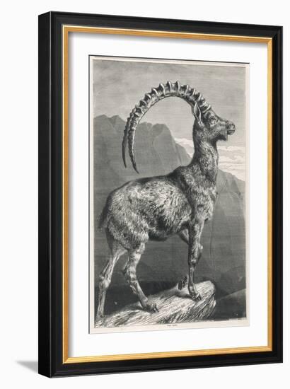 An Ibex, a Member of the Goat Family-null-Framed Art Print