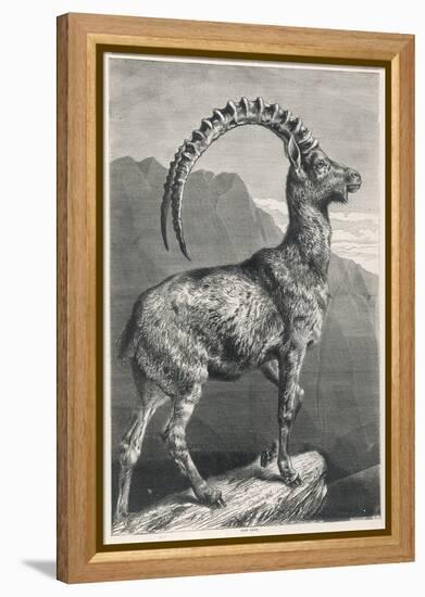 An Ibex, a Member of the Goat Family-null-Framed Stretched Canvas