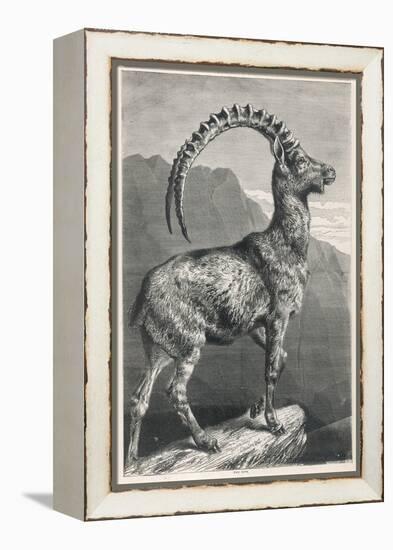 An Ibex, a Member of the Goat Family-null-Framed Stretched Canvas