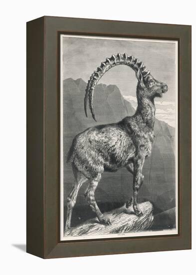 An Ibex, a Member of the Goat Family-null-Framed Stretched Canvas