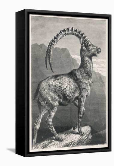 An Ibex, a Member of the Goat Family-null-Framed Stretched Canvas