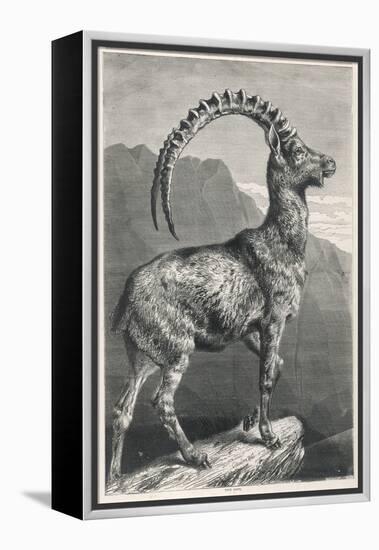 An Ibex, a Member of the Goat Family-null-Framed Stretched Canvas