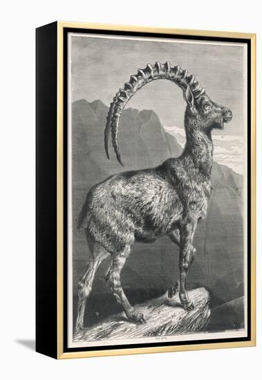 An Ibex, a Member of the Goat Family-null-Framed Stretched Canvas