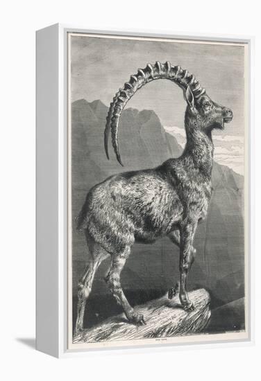 An Ibex, a Member of the Goat Family-null-Framed Stretched Canvas