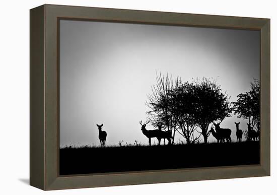 An Image Of Some Deer In The Morning Mist-magann-Framed Stretched Canvas