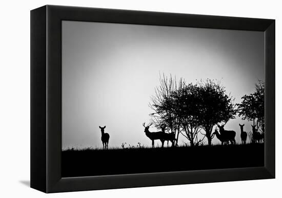 An Image Of Some Deer In The Morning Mist-magann-Framed Stretched Canvas