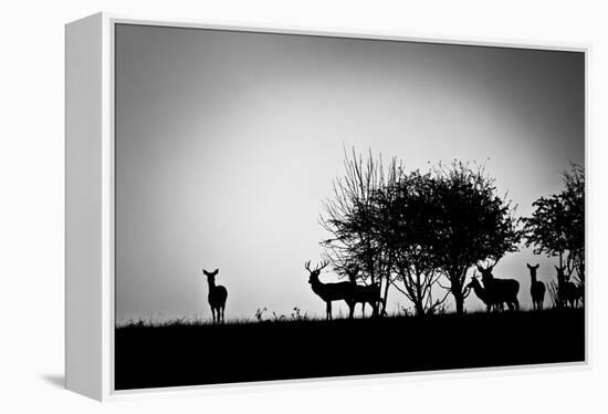 An Image Of Some Deer In The Morning Mist-magann-Framed Stretched Canvas