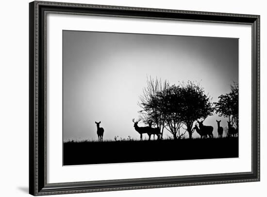 An Image Of Some Deer In The Morning Mist-magann-Framed Premium Giclee Print