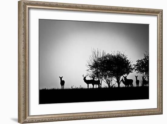 An Image Of Some Deer In The Morning Mist-magann-Framed Premium Giclee Print