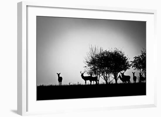 An Image Of Some Deer In The Morning Mist-magann-Framed Premium Giclee Print