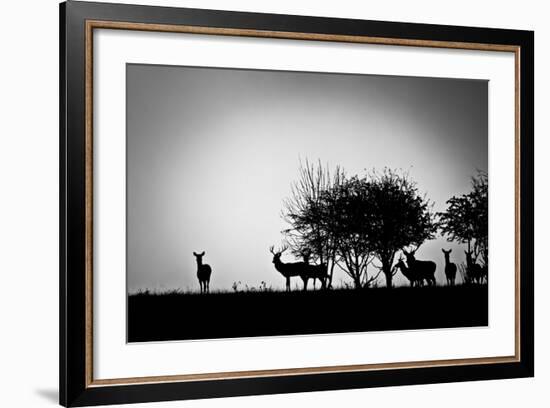 An Image Of Some Deer In The Morning Mist-magann-Framed Premium Giclee Print