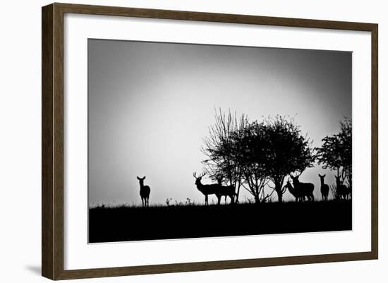 An Image Of Some Deer In The Morning Mist-magann-Framed Premium Giclee Print