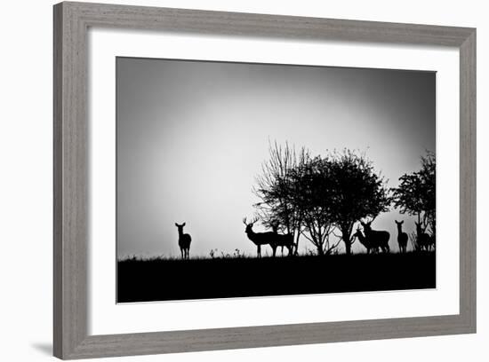 An Image Of Some Deer In The Morning Mist-magann-Framed Art Print