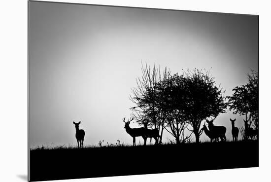 An Image Of Some Deer In The Morning Mist-magann-Mounted Art Print