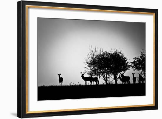 An Image Of Some Deer In The Morning Mist-magann-Framed Art Print