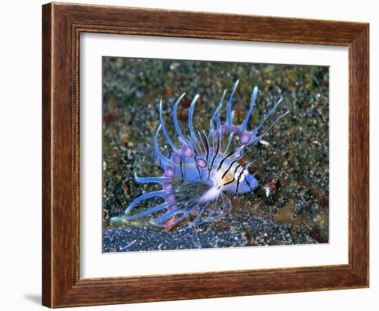 An Immature Specimen of Lion Fish-Andrea Ferrari-Framed Photographic Print