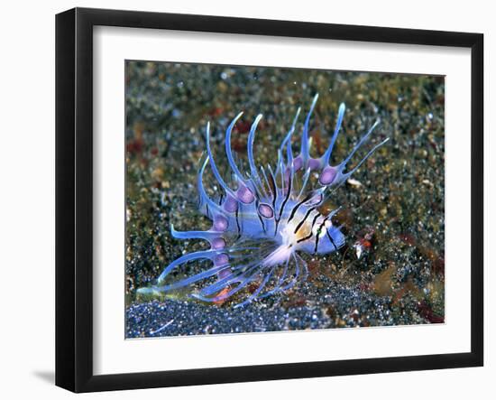 An Immature Specimen of Lion Fish-Andrea Ferrari-Framed Photographic Print