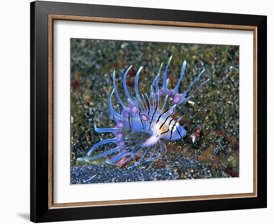 An Immature Specimen of Lion Fish-Andrea Ferrari-Framed Photographic Print