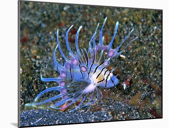 An Immature Specimen of Lion Fish-Andrea Ferrari-Mounted Photographic Print