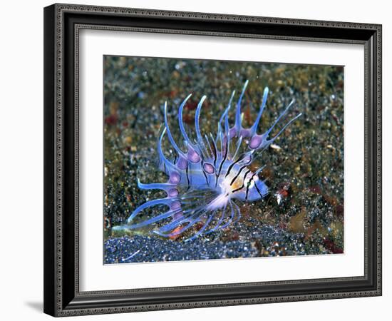 An Immature Specimen of Lion Fish-Andrea Ferrari-Framed Photographic Print