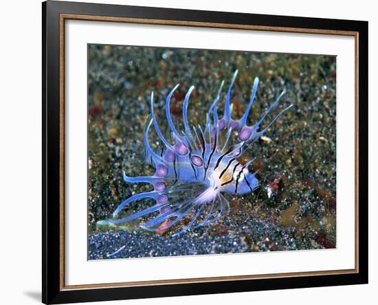 An Immature Specimen of Lion Fish-Andrea Ferrari-Framed Photographic Print