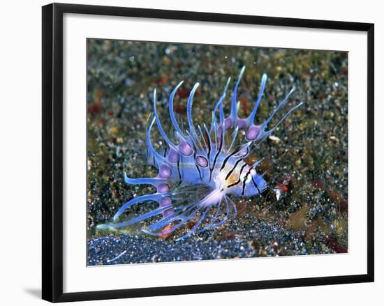 An Immature Specimen of Lion Fish-Andrea Ferrari-Framed Photographic Print