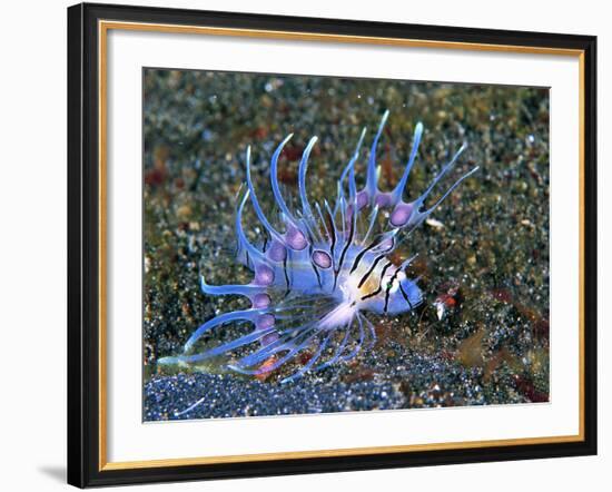 An Immature Specimen of Lion Fish-Andrea Ferrari-Framed Photographic Print