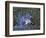 An Immature Specimen of Lion Fish-Andrea Ferrari-Framed Photographic Print