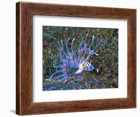 An Immature Specimen of Lion Fish-Andrea Ferrari-Framed Photographic Print