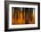 An Impressionistic in Camera Blur of Colorful Autumn Trees-Rona Schwarz-Framed Photographic Print